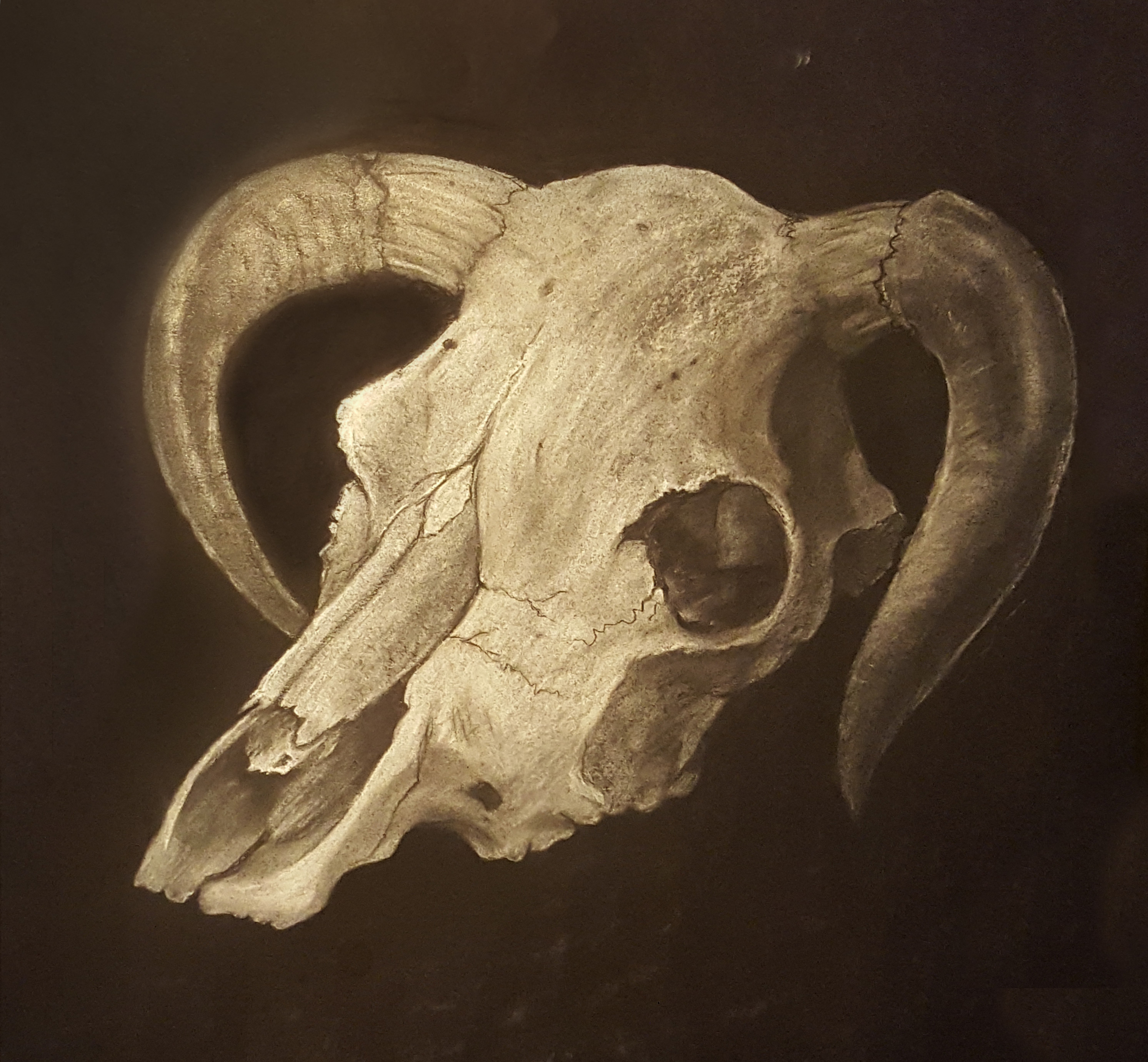 cow skull charcoal drawing