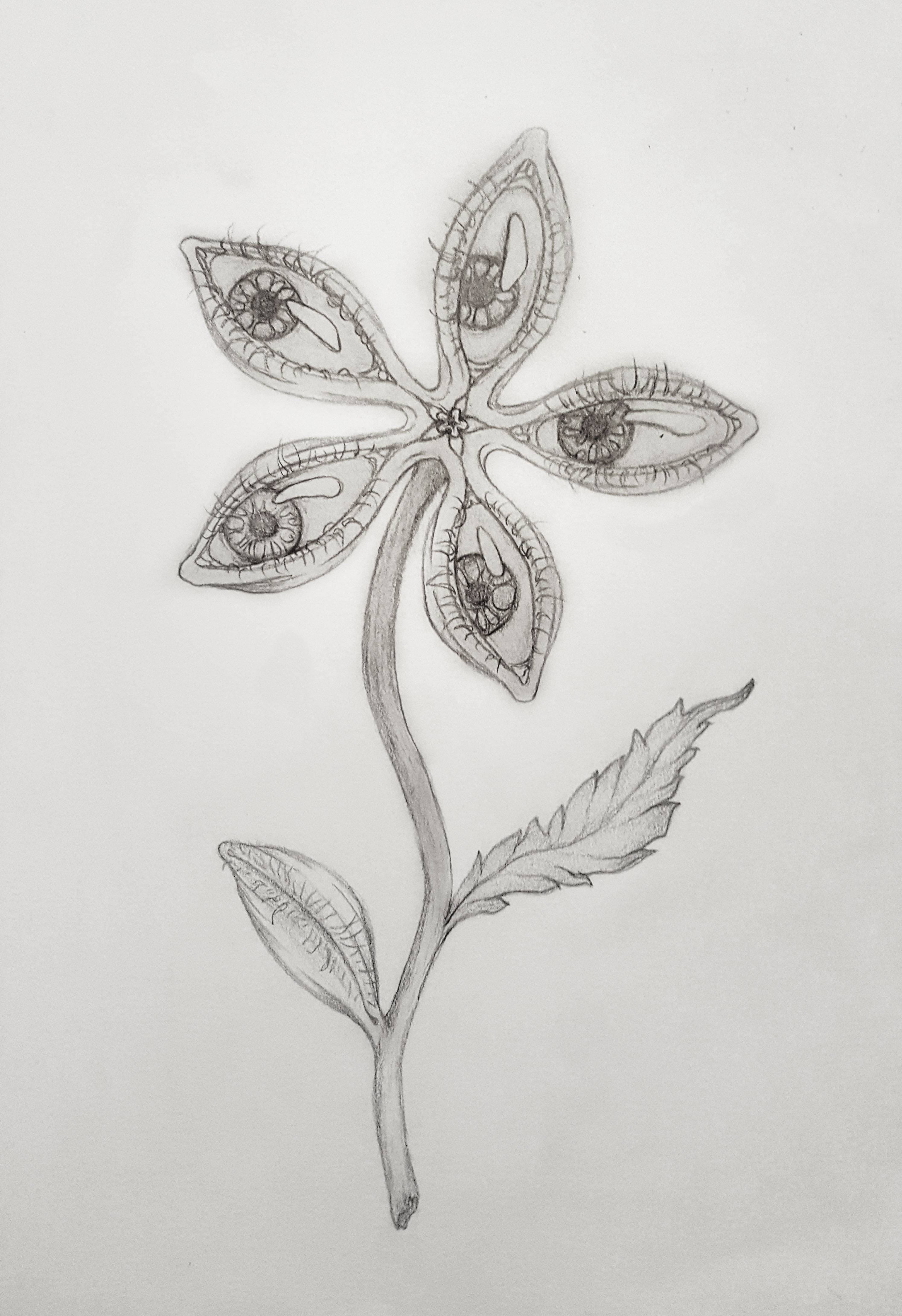 eyeflower sketch